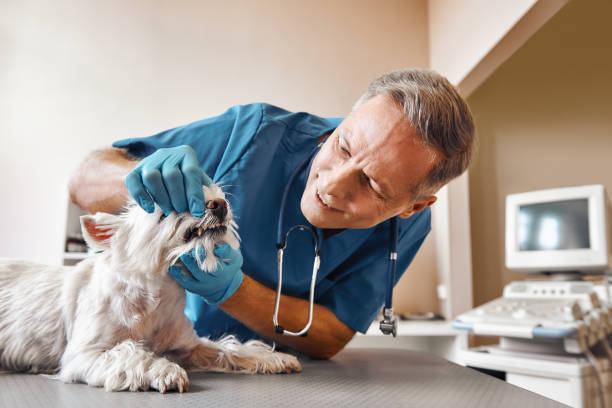  Kincheloe, MI Emergency Dentist Pros
